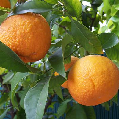 تصویر 3 از قیمت خرید نارنج شیراز + فروش ویژه